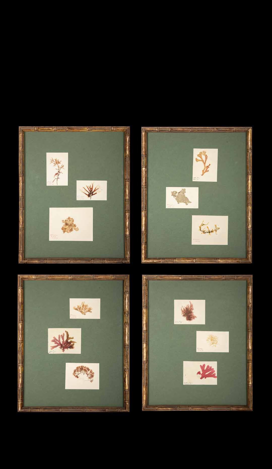 Framed and Pressed French Alguier Specimens from the 19th Century