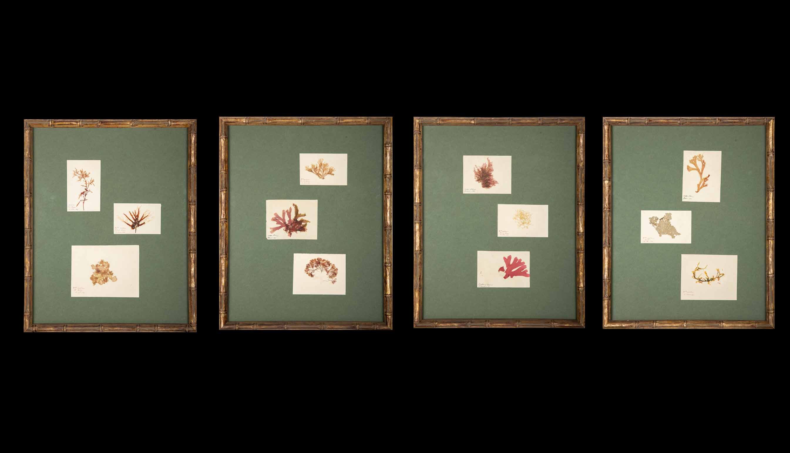 Framed and Pressed French Alguier Specimens from the 19th Century