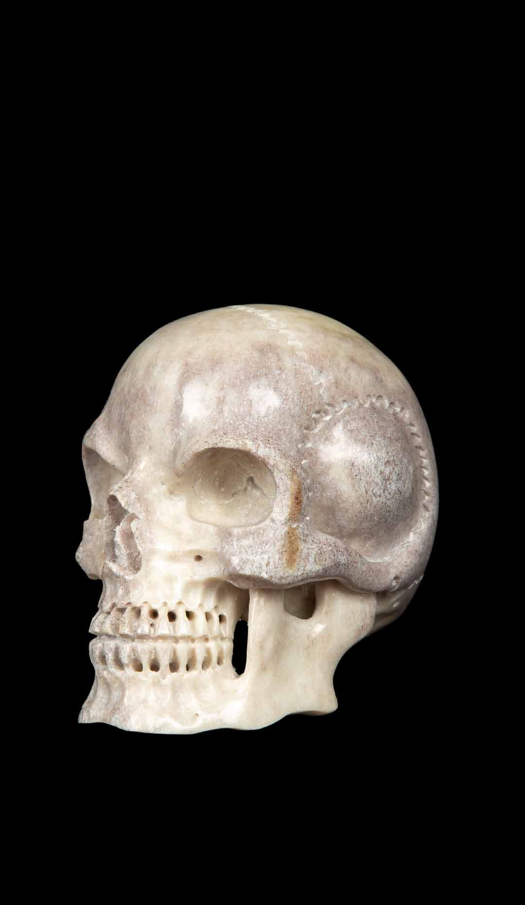 Moose Antler Skull