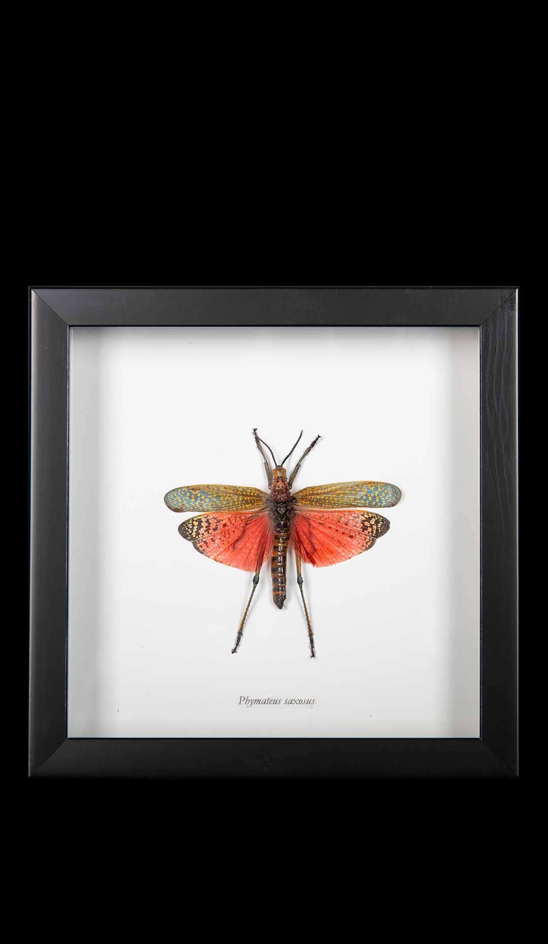Framed “Phymateos Saxosus” African Grasshopper