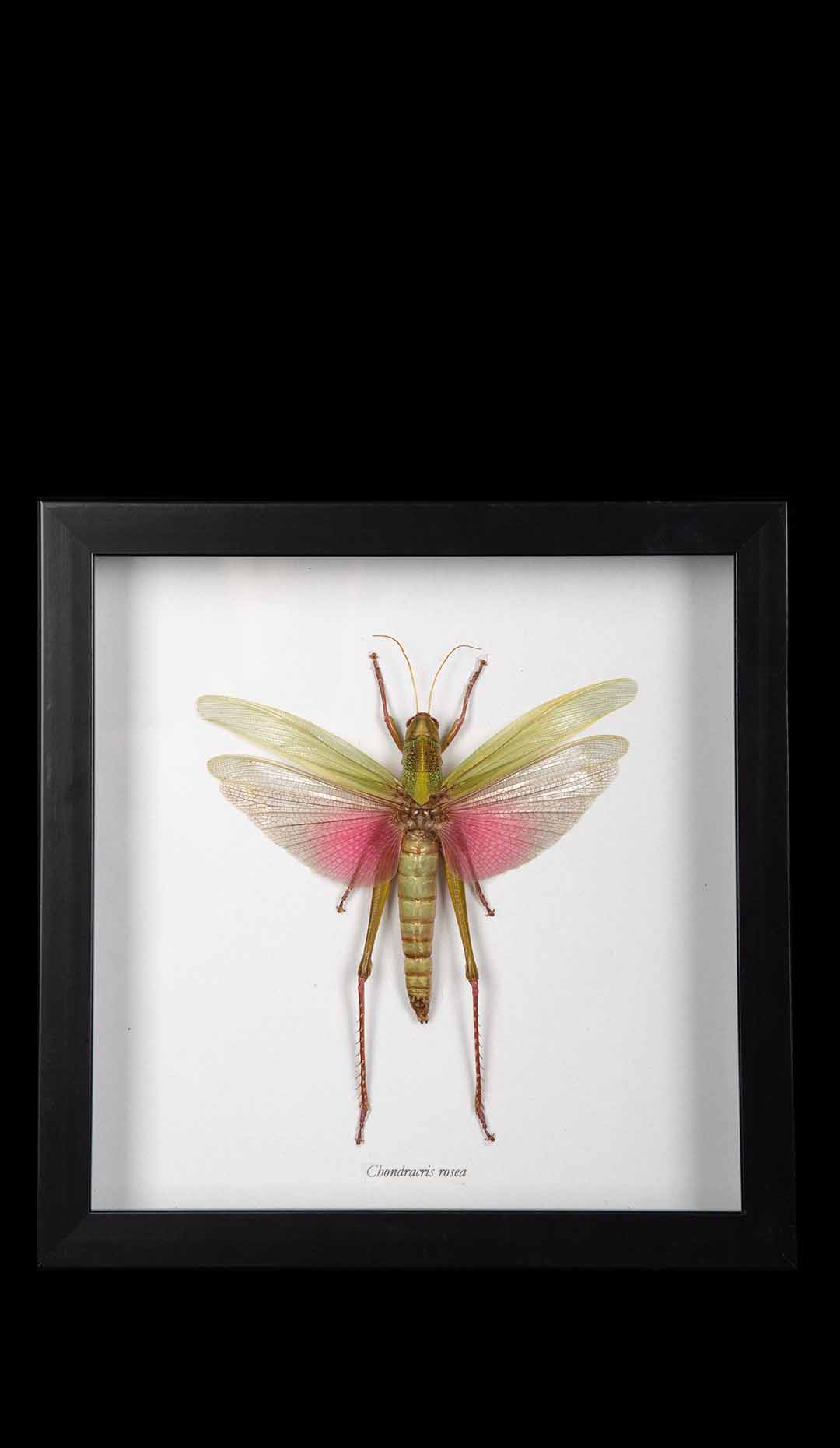 Framed “Chondracris Rosea” Grasshopper
