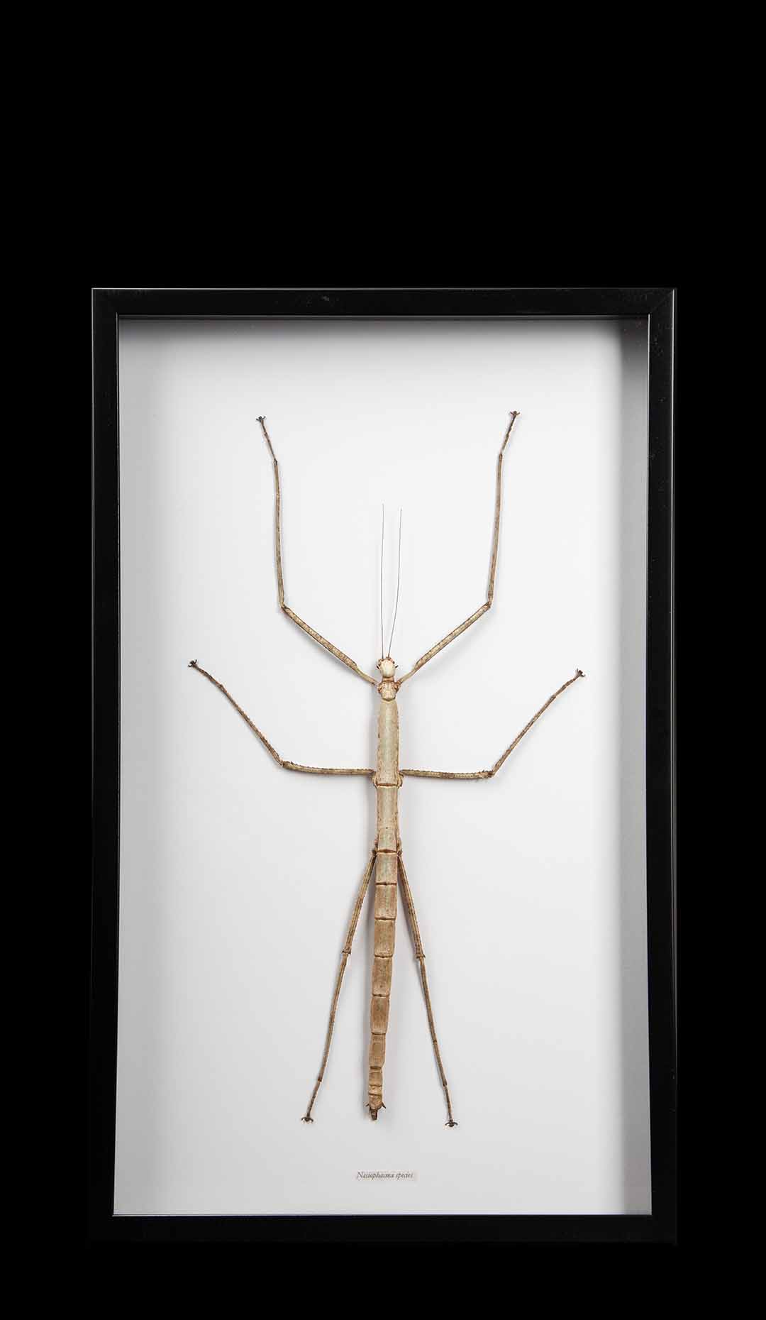 Framed “Nesiophasma Species” Large Stick Insect