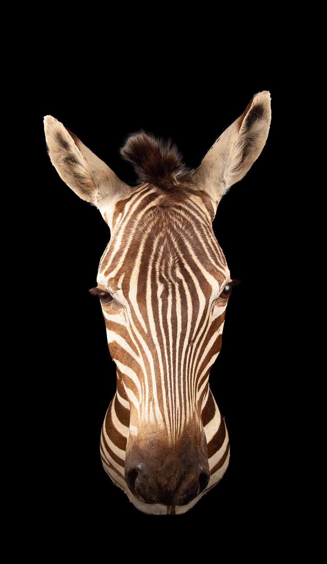 Premier quality Shoulder Mount Taxidermy Burchell's Zebra