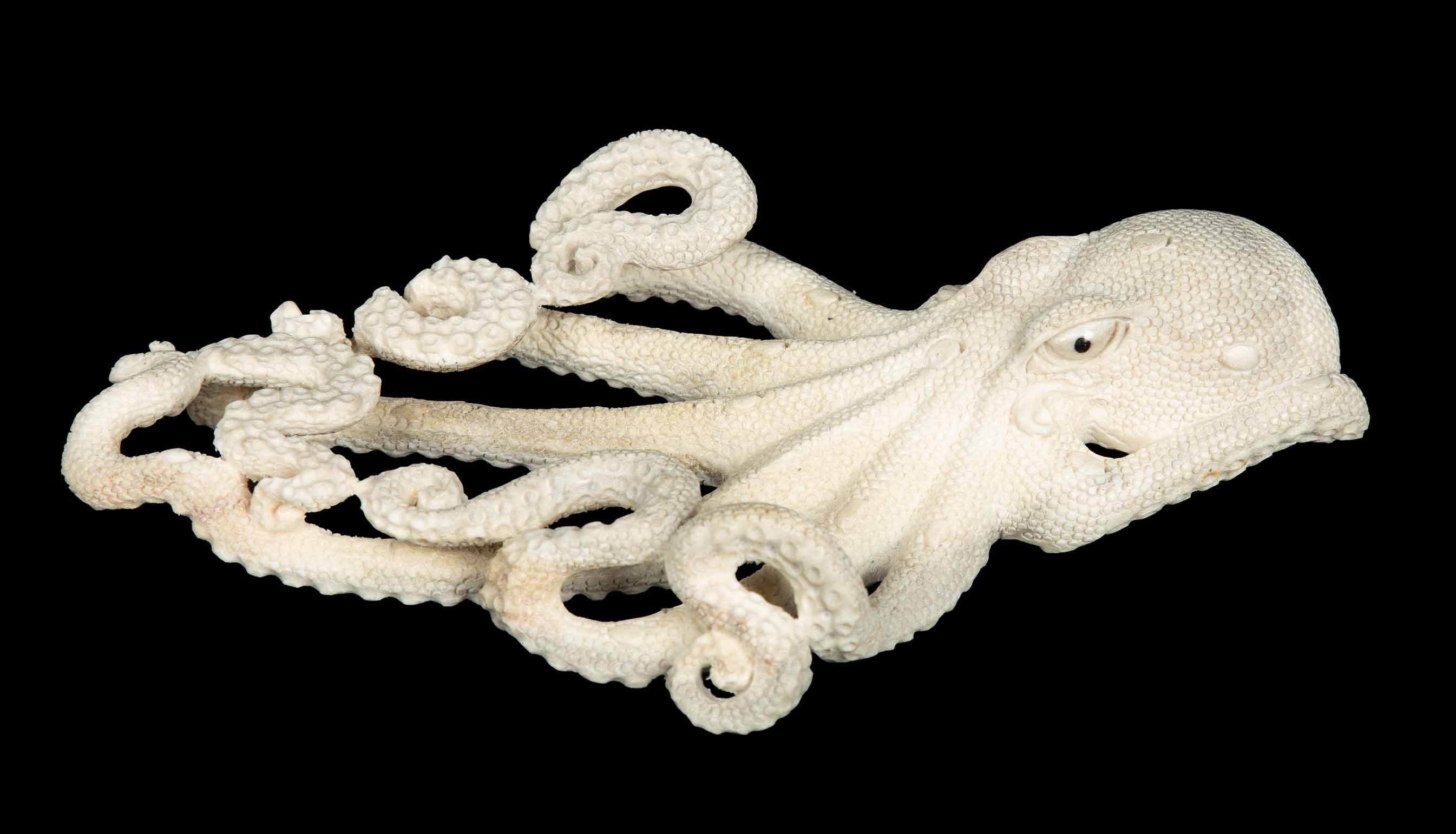 Moose Antler Octopus
