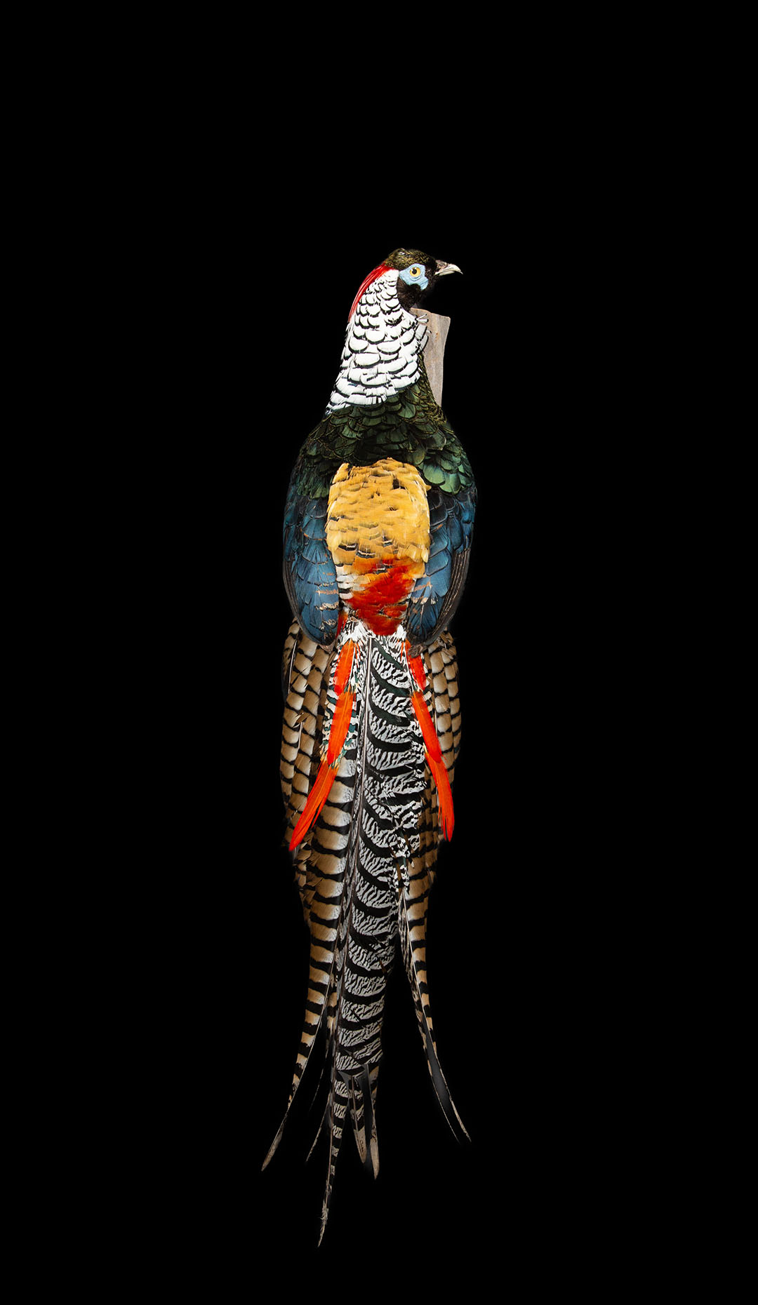 Lady Amherst Pheasant, Perched Posed