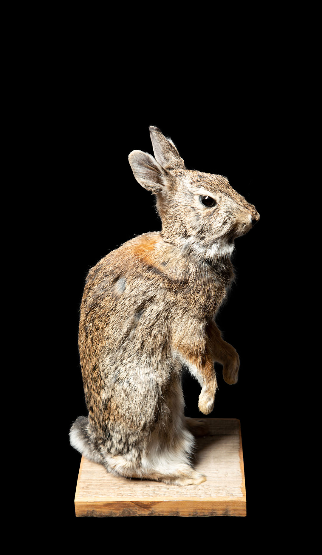 Enchanting Curiosity: Retired Magician’s Smug Rabbit Taxidermy
