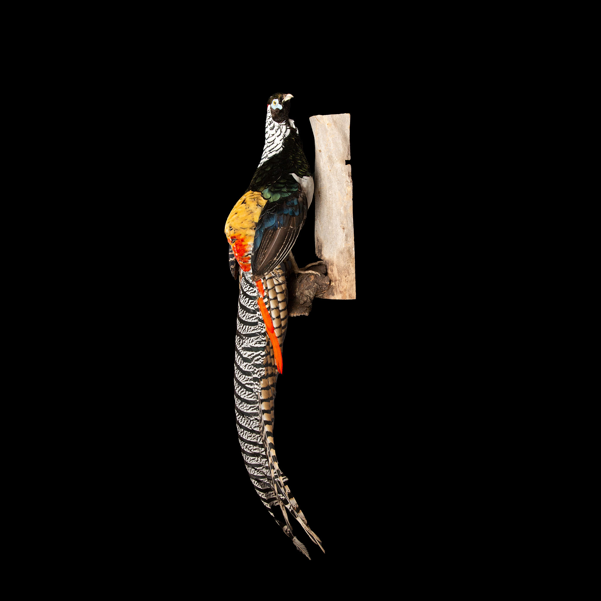 Lady Amherst Pheasant, Perched Posed