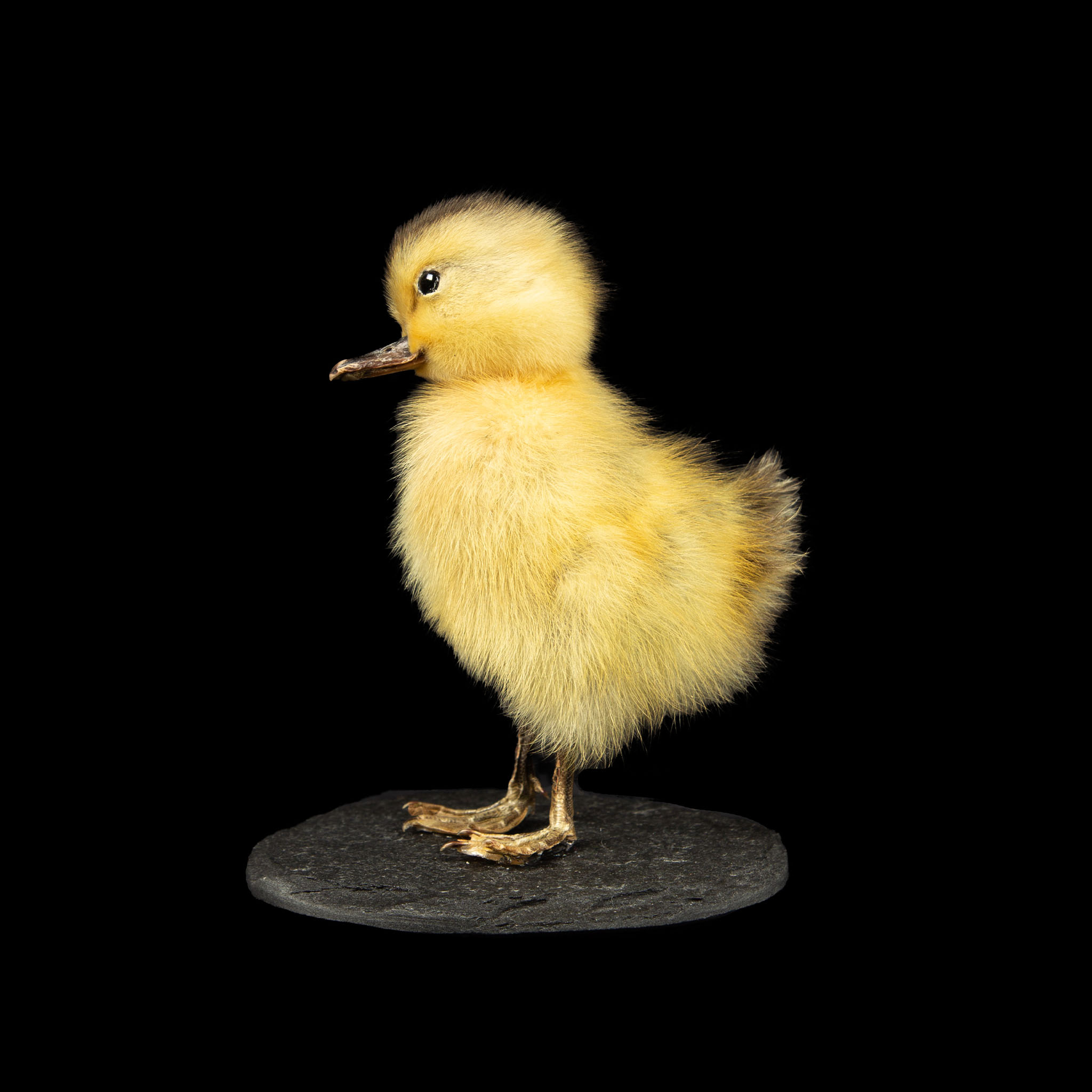 Taxidermy Chick Mounted on Slate