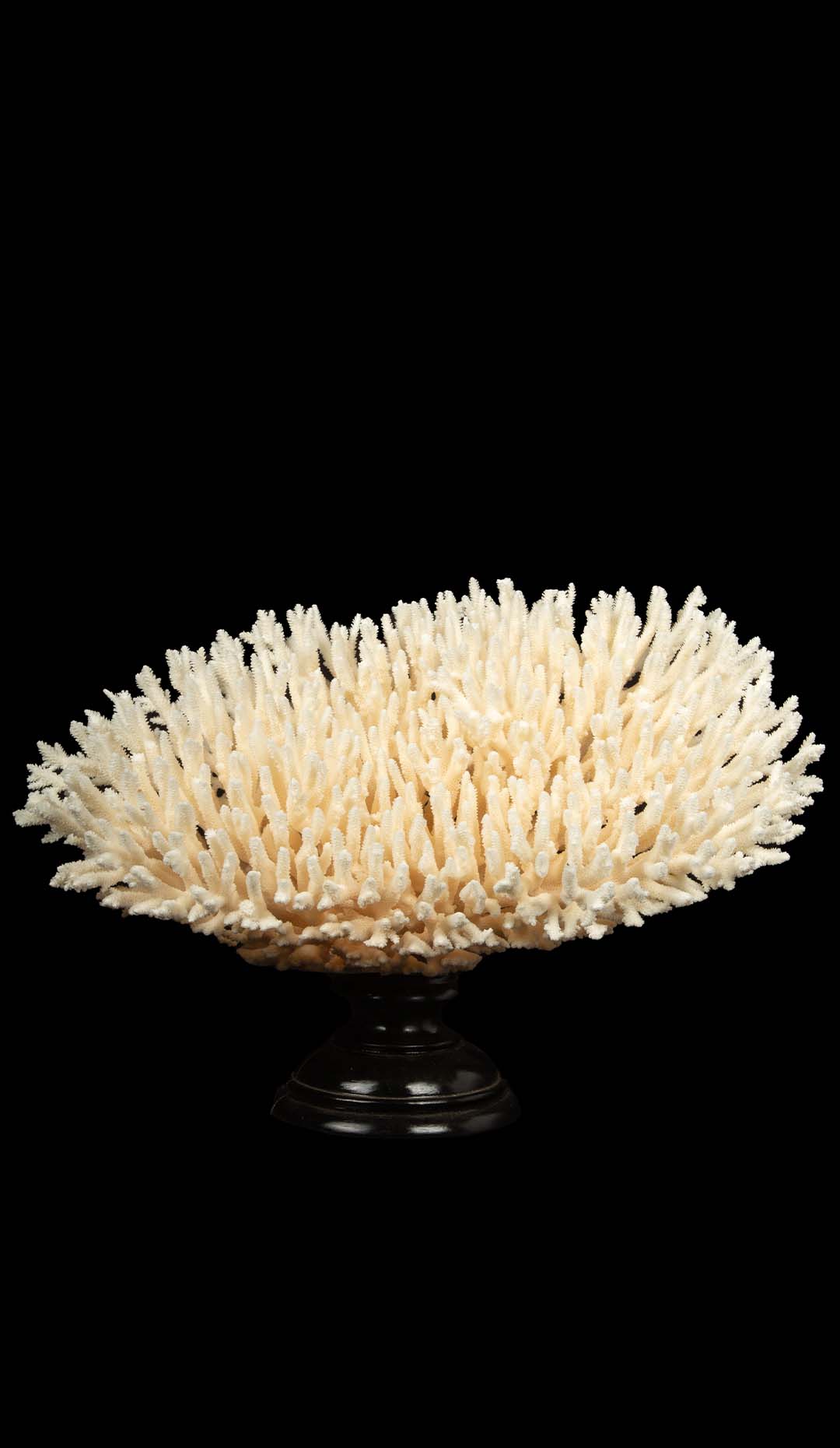 Mounted Table Coral Specimen