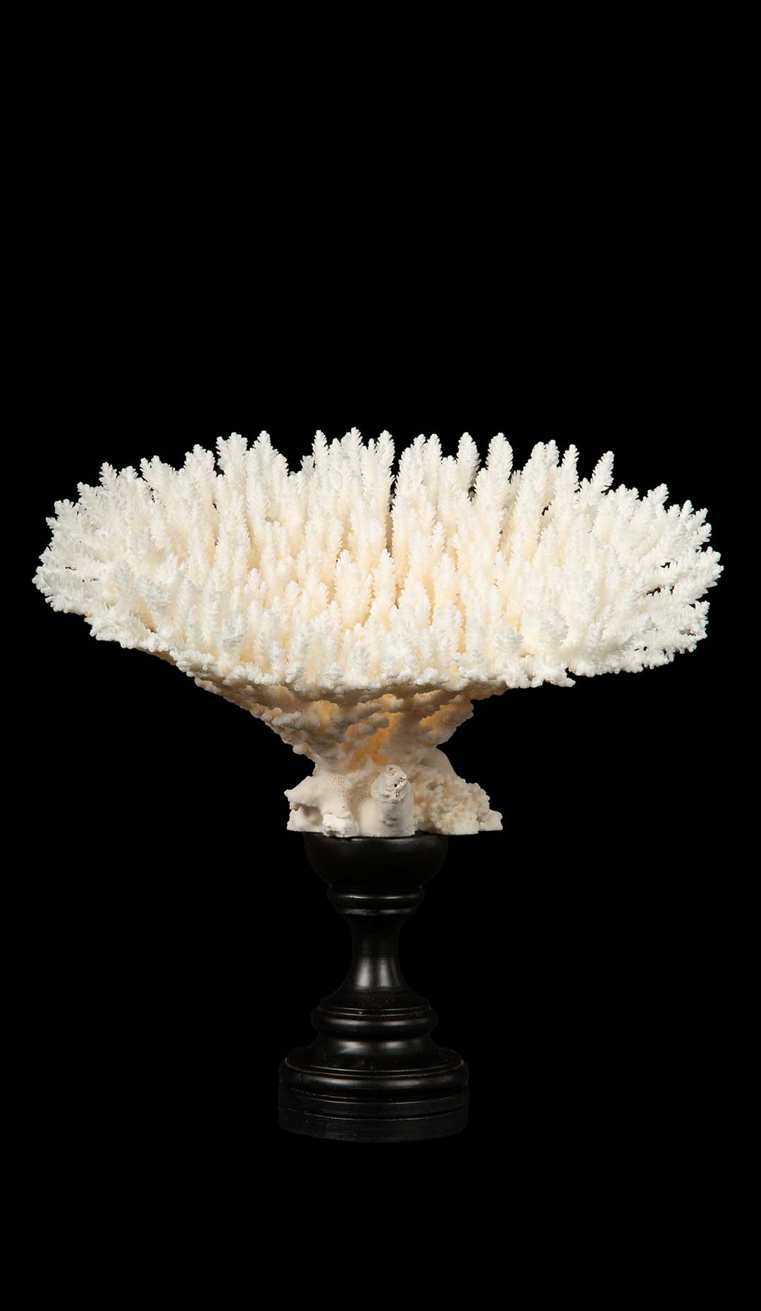 Mounted Table Coral Specimen