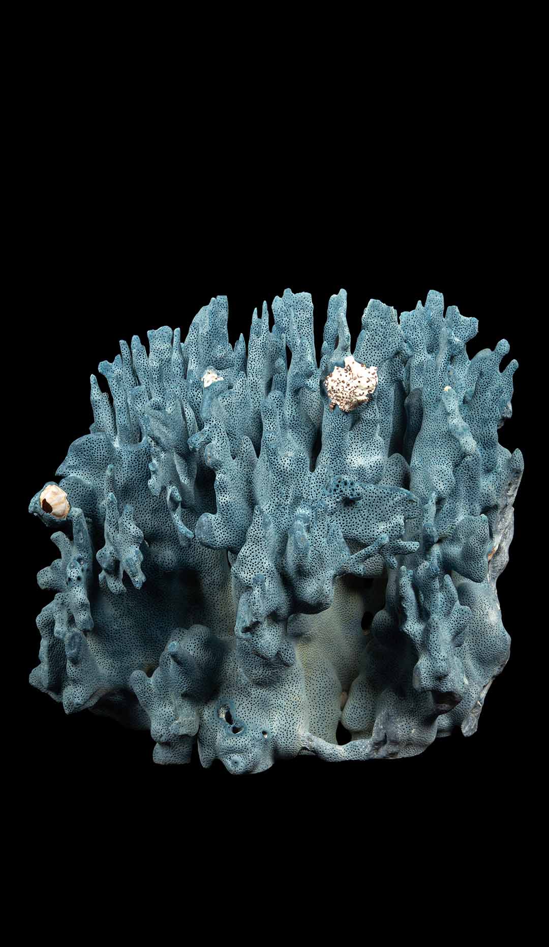 Large Natural Blue Coral Specimen