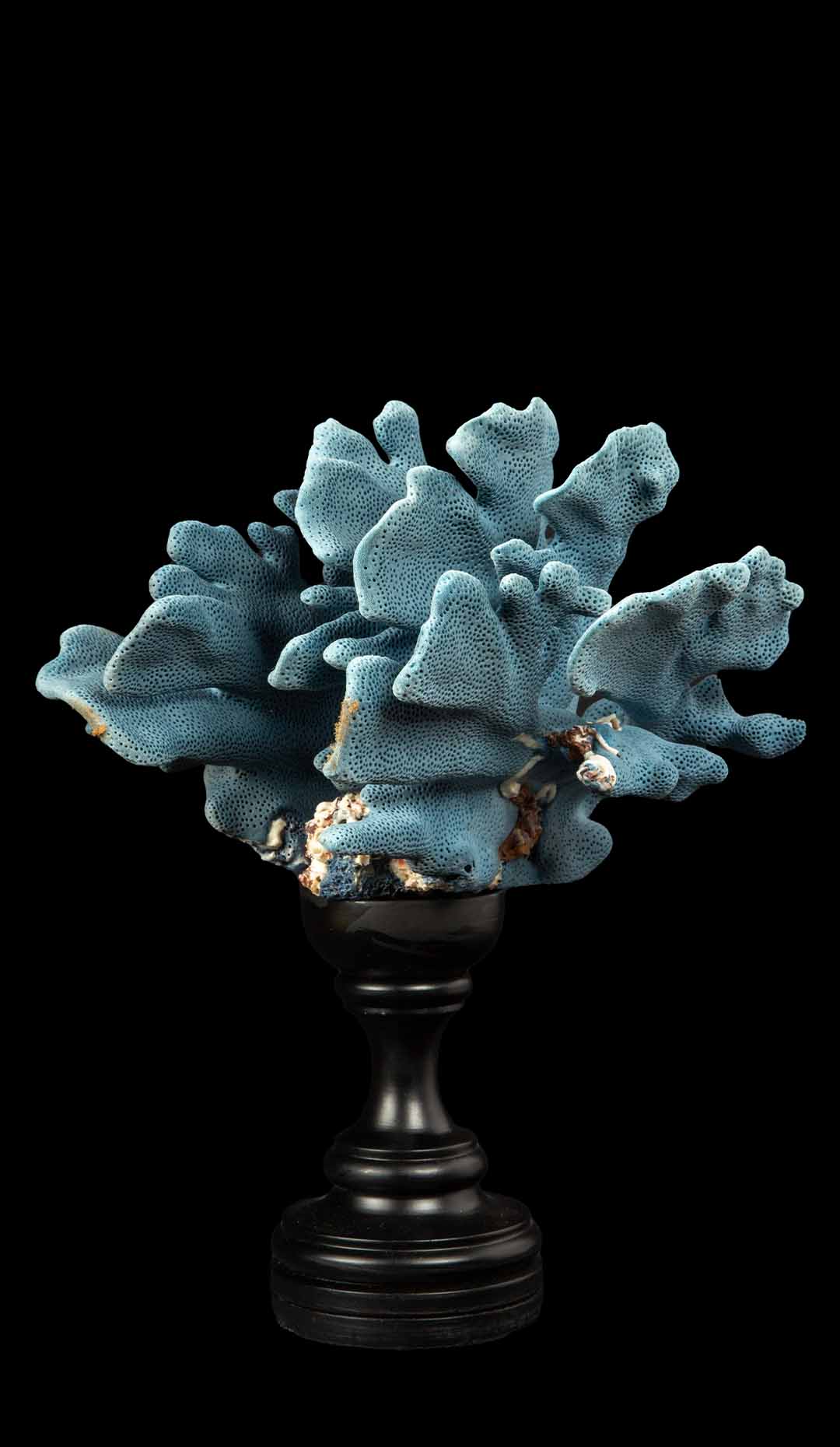 Mounted Blue Coral Specimen