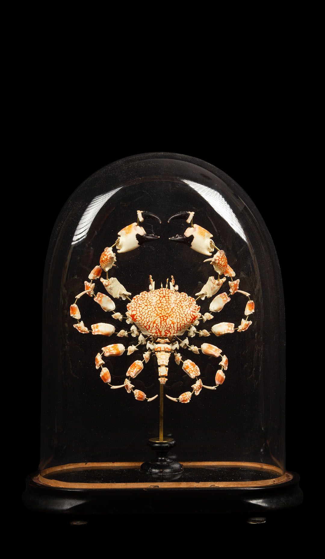 Deconstructed Mosaic Reef Crab (Lophozozymus Pictor) Under Antique Glass Dome