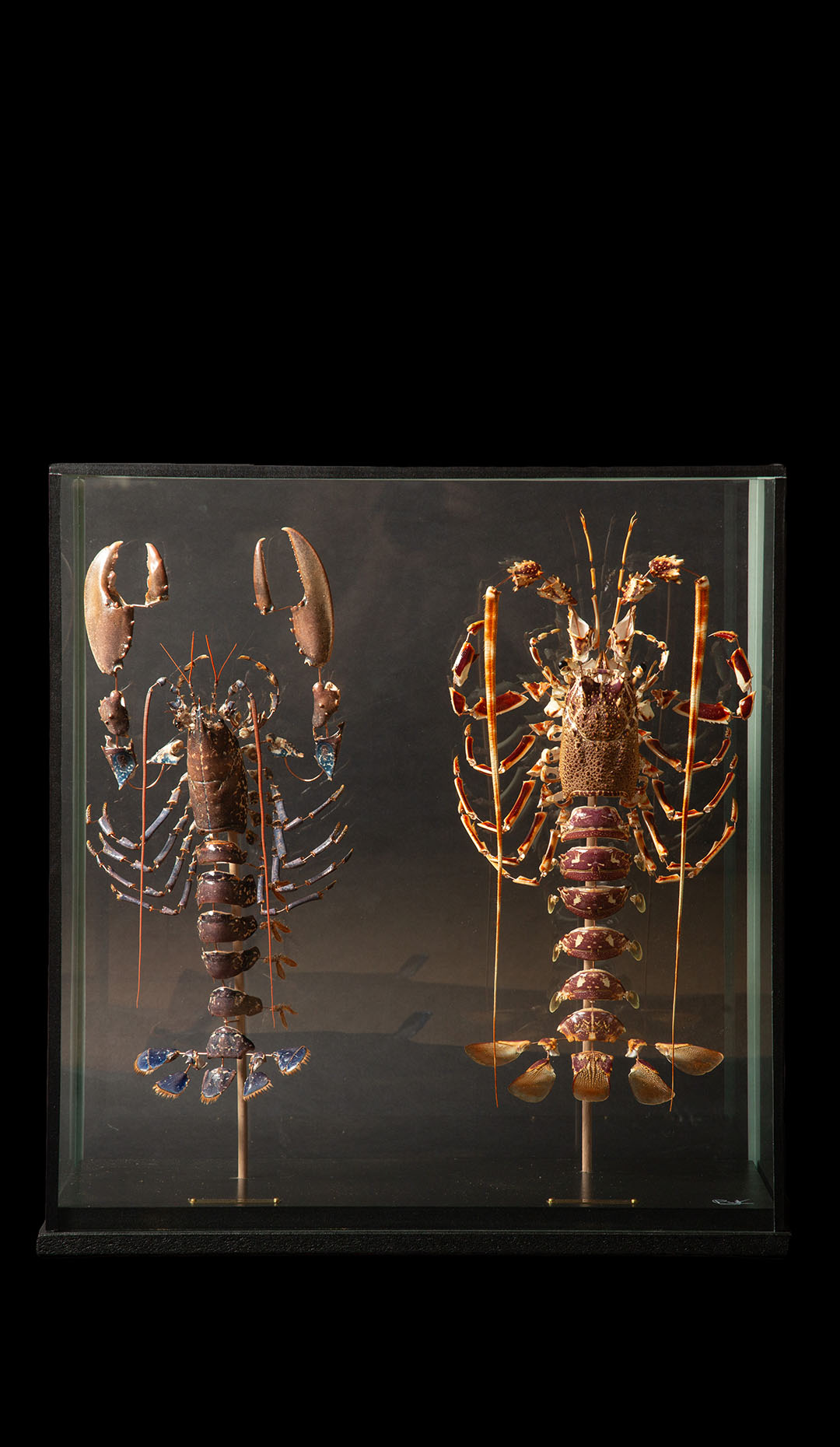 Deconstructed Lobster Pair (Homeras Gammarus) (Palinurus Elephas) Under Glass