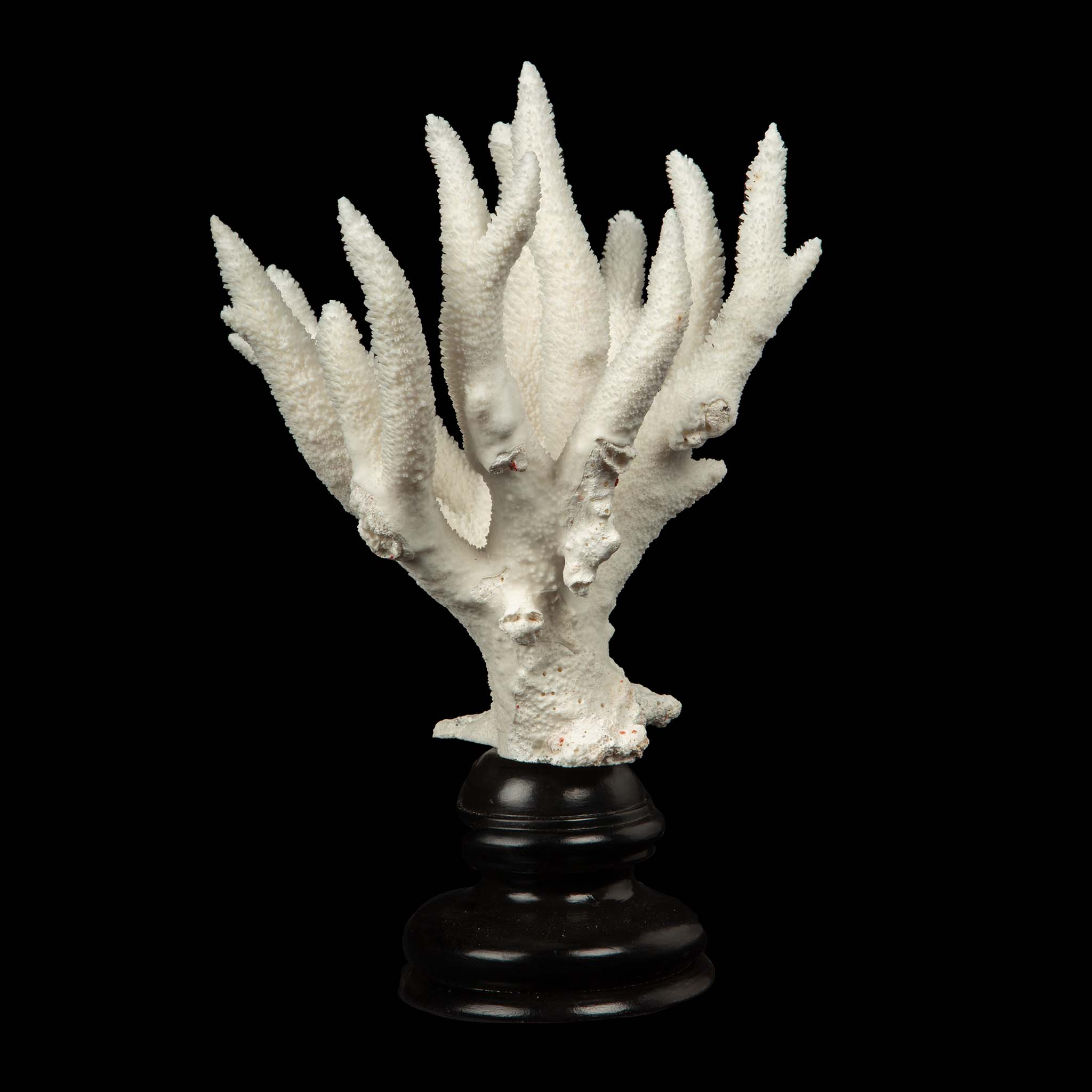 Mounted Staghorn Coral