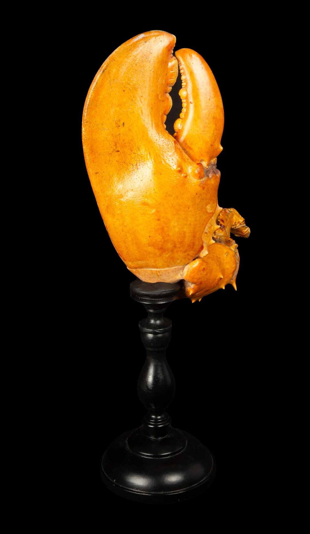 Mounted Lobster Claw