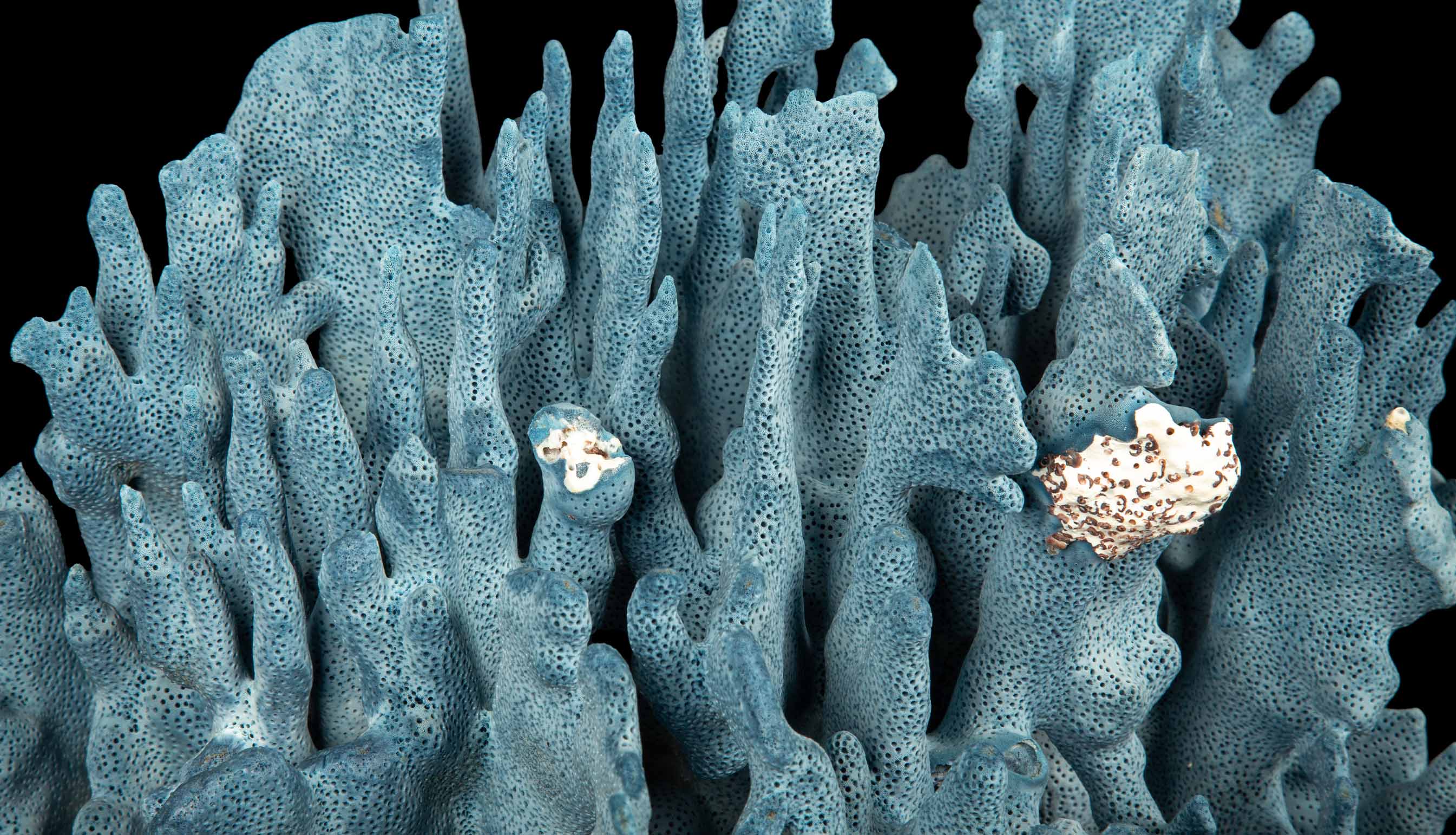 Large Natural Blue Coral Specimen
