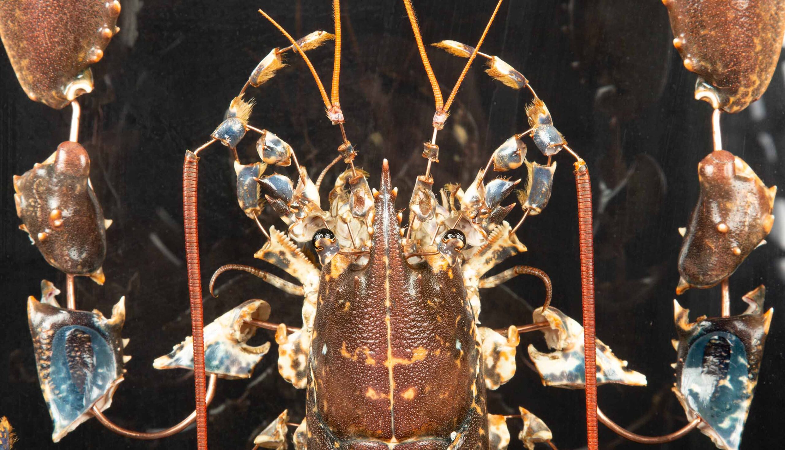 Deconstructed Lobster, 25.5