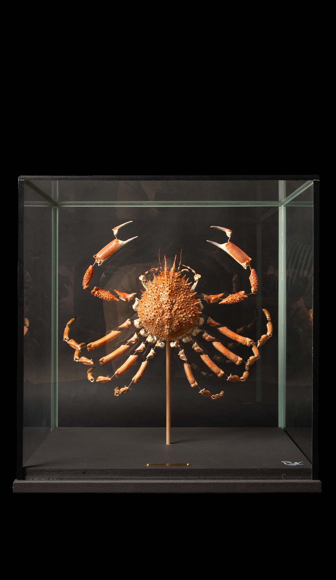 Deconstructed Spiny Spider Crab (Maja Brachydactyla) Specimen Under Glass Case