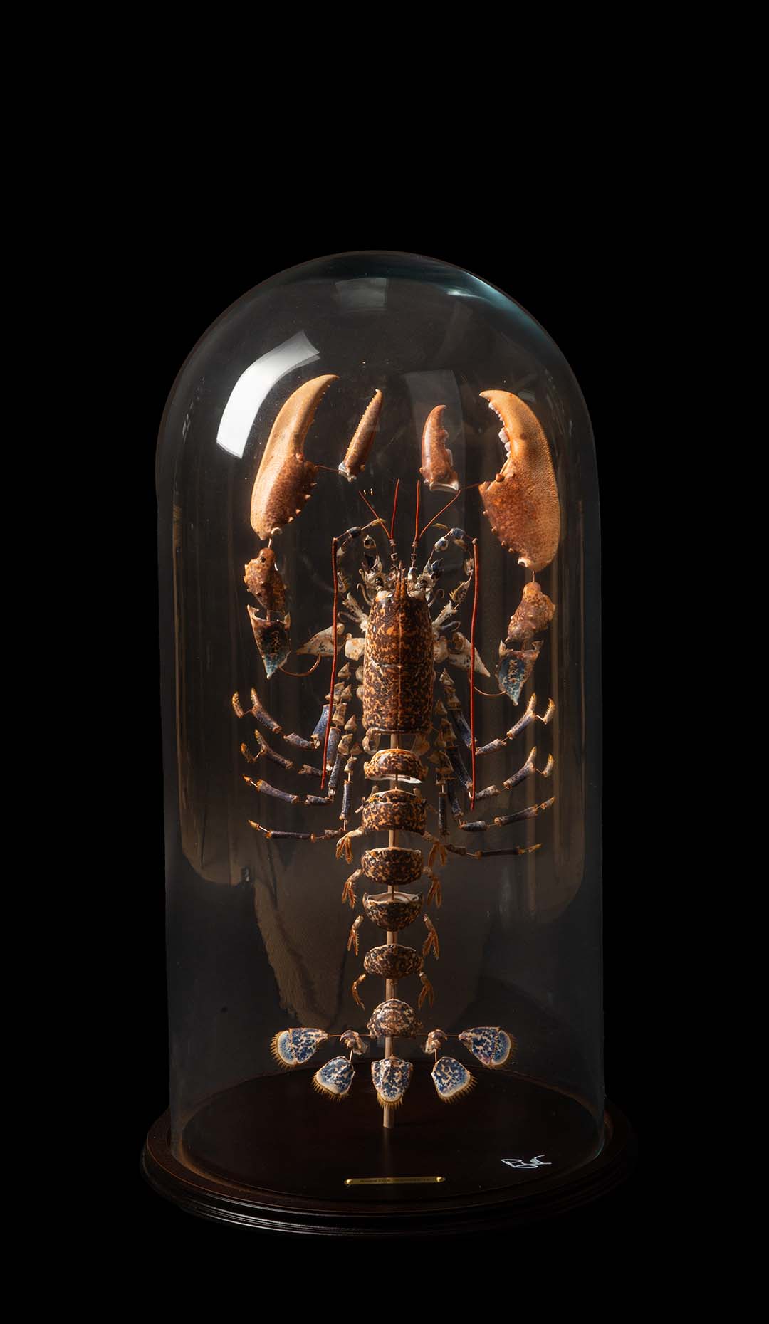 Deconstructed Lobster (Homarus Gammarus) Specimen Under Glass Dome