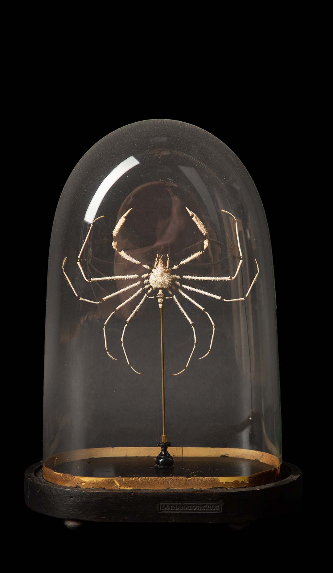 Rare Deep Sea Deconstructed Spider Crab (Pleistacantha Moseleyi) Specimen