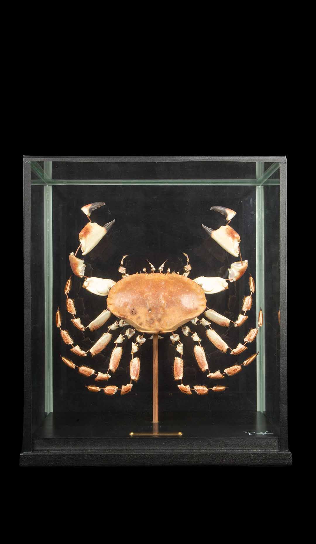 Large Deconstructed Brown Crab (Cancer Pagurus) in a Custom Glass Case