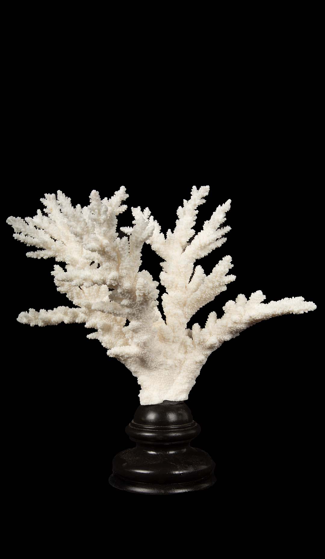 Mounted Branch Coral Specimen