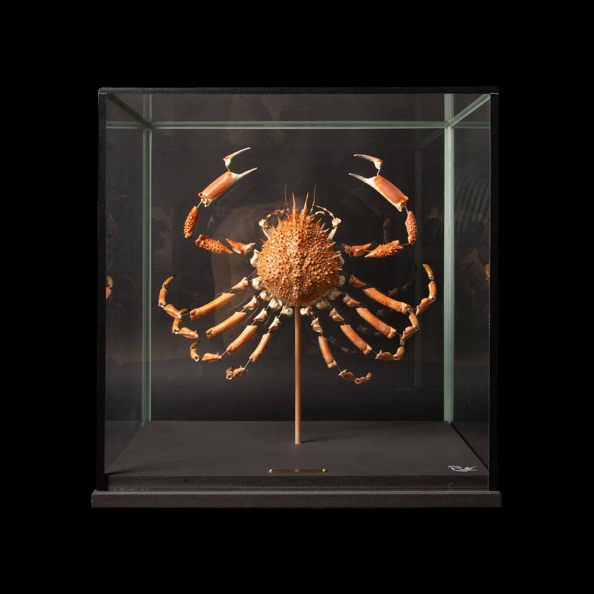 Deconstructed Spiny Spider Crab | Maja Brachydactyla Specimen