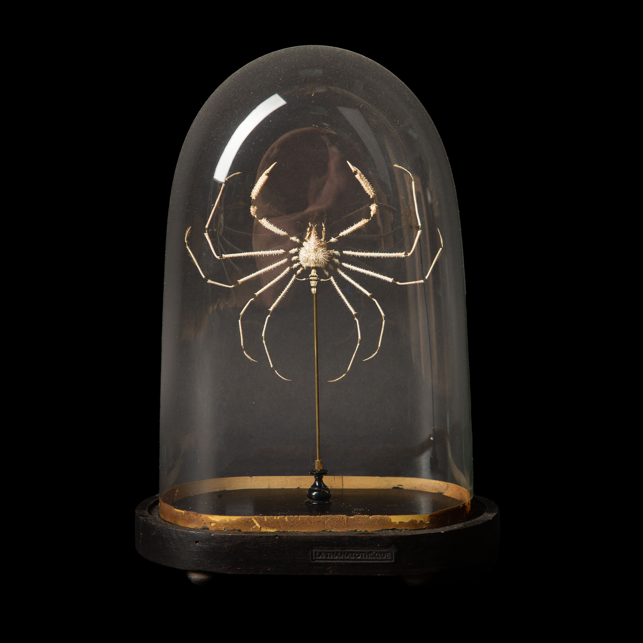 Deconstructed Spider Crab Specimen