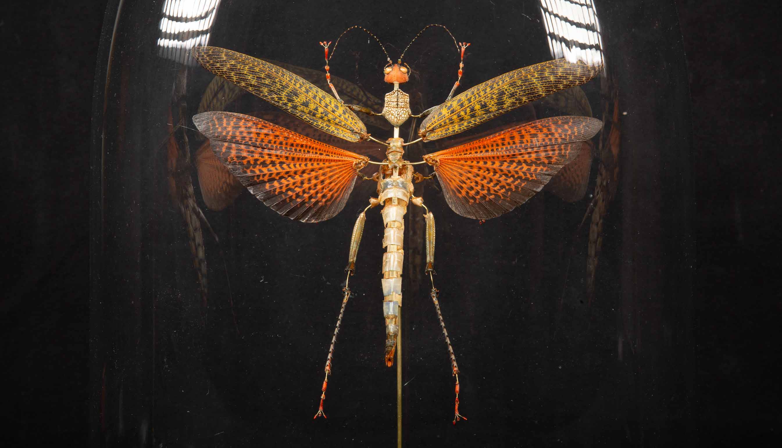 Giant brown cricket (Tropidacris dux)