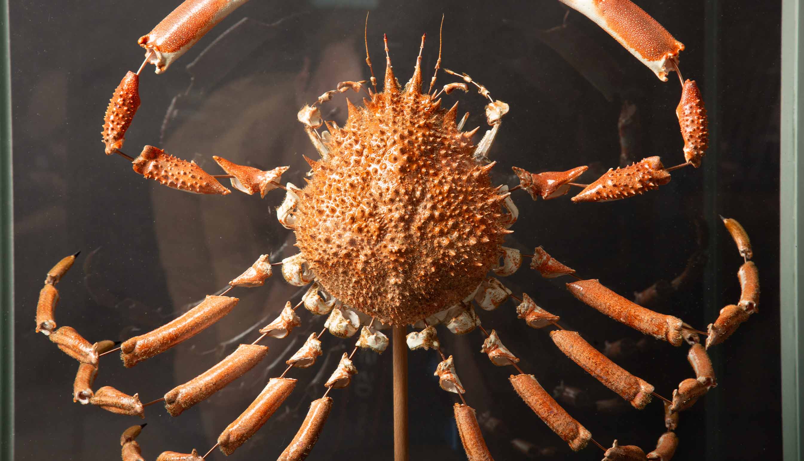 Deconstructed Spiny Spider Crab | Maja Brachydactyla Specimen