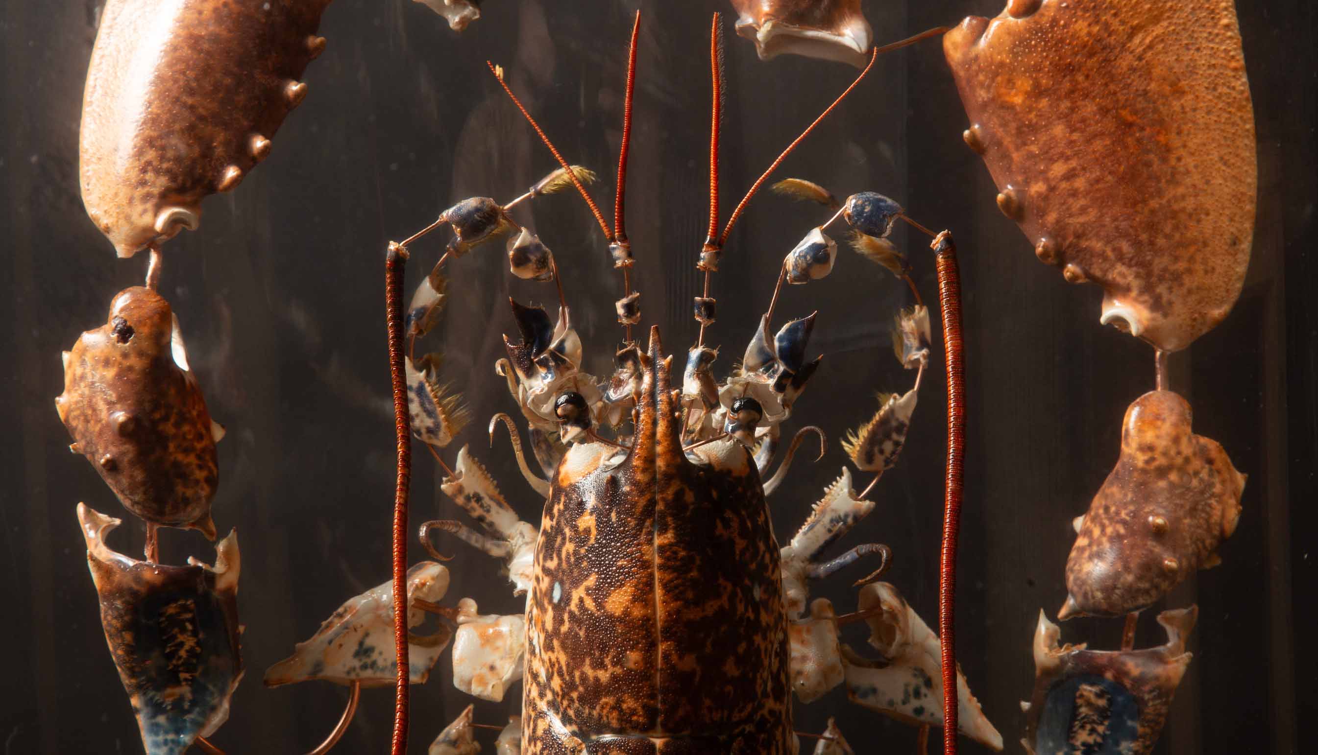 Deconstructed Lobster Specimen Homarus Gammarus