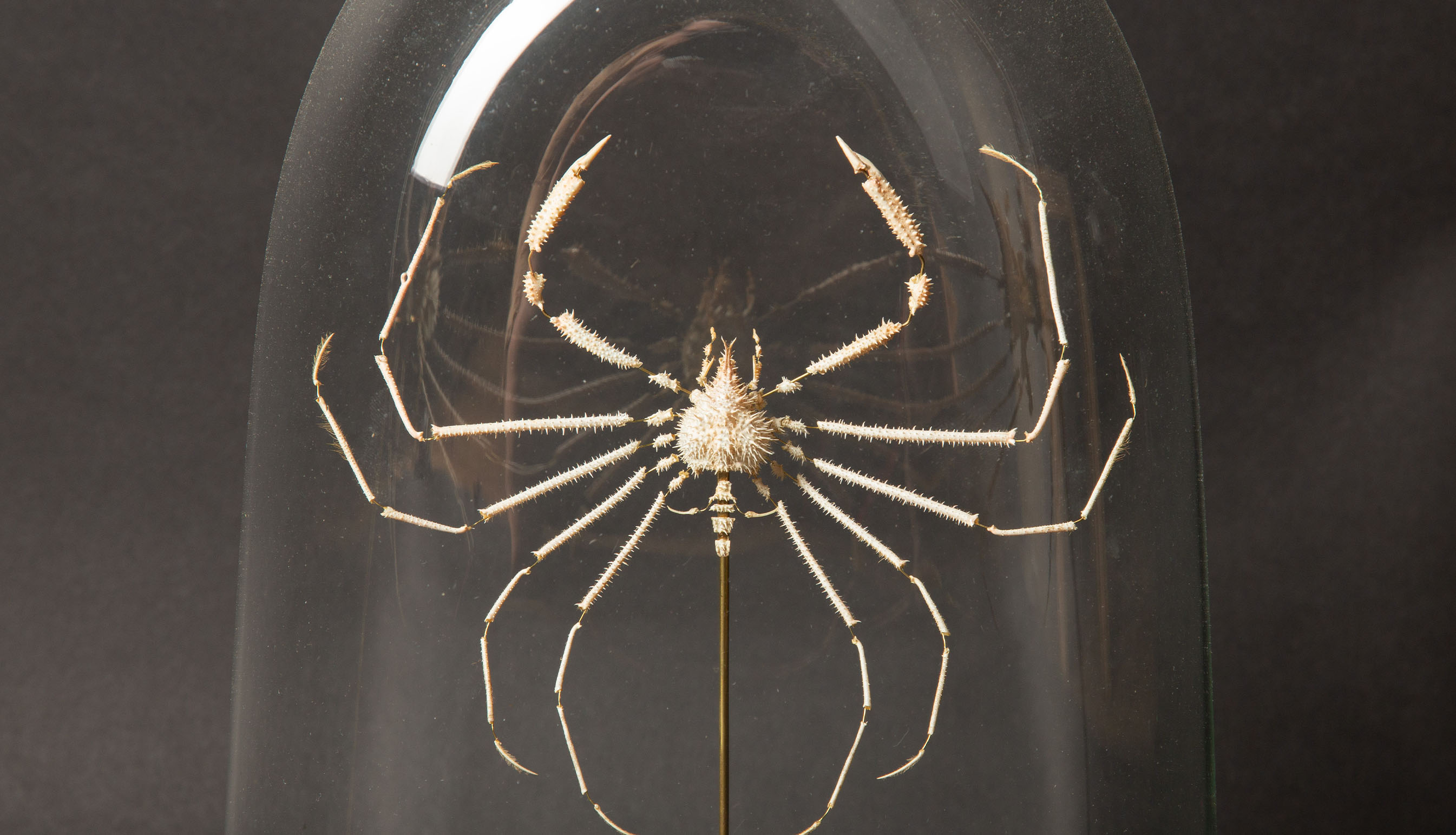Deconstructed Spider Crab Specimen