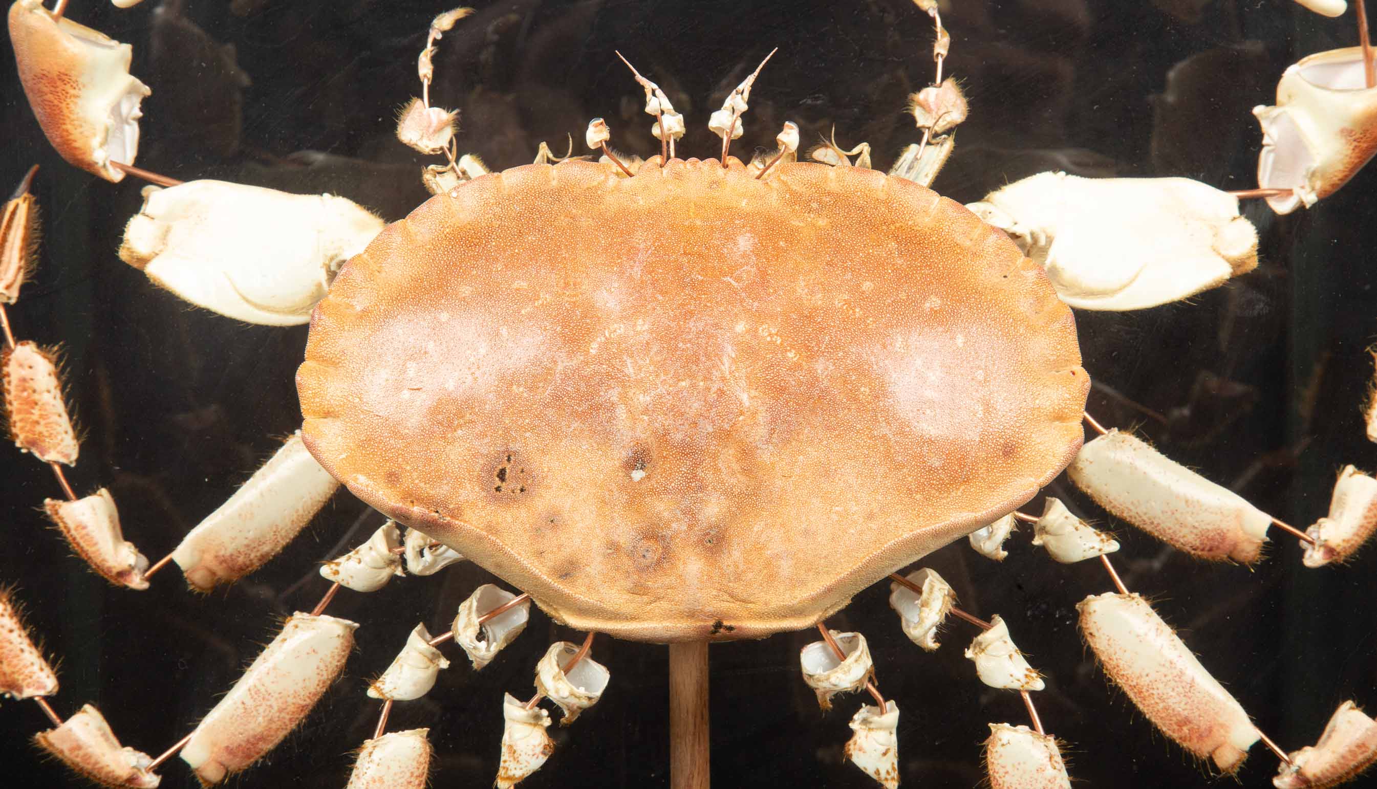 Large Deconstructed Brown Crab (Cancer Pagurus) in a Custom Glass Case