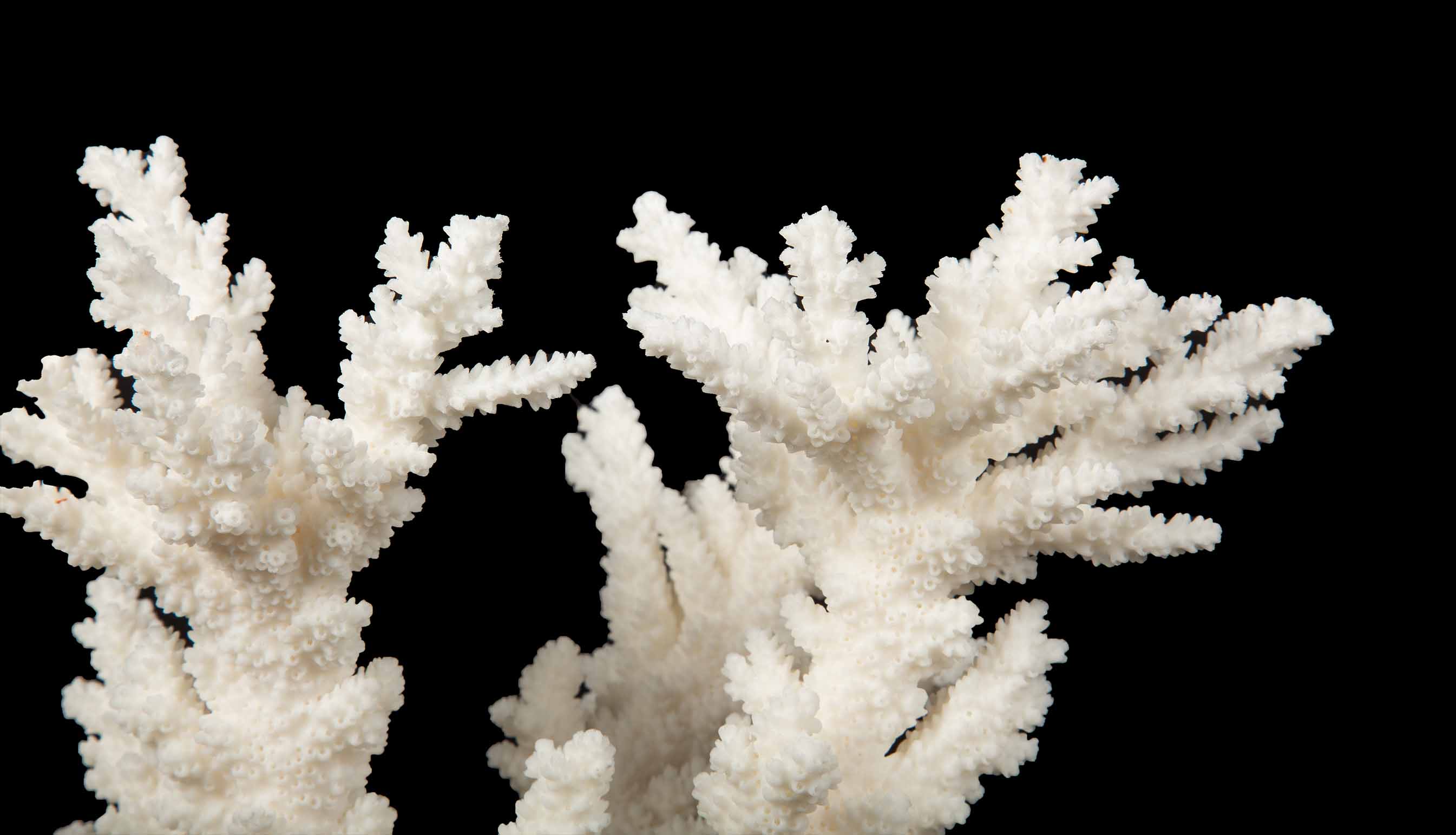 Mounted Branch Coral