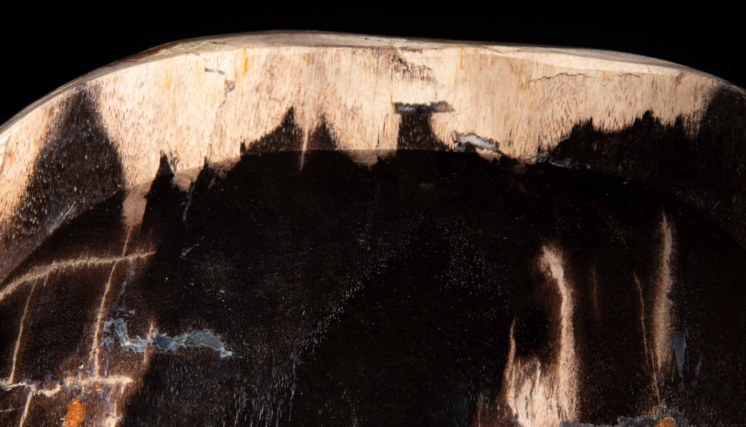 Petrified Wood Vide Poche