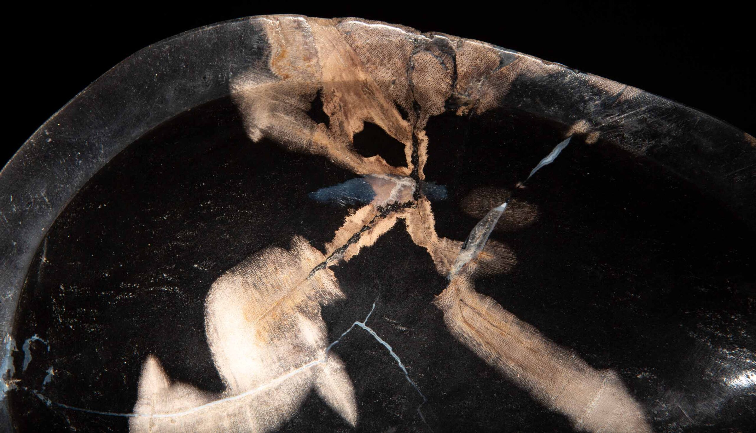 Petrified Wood Vide Poche