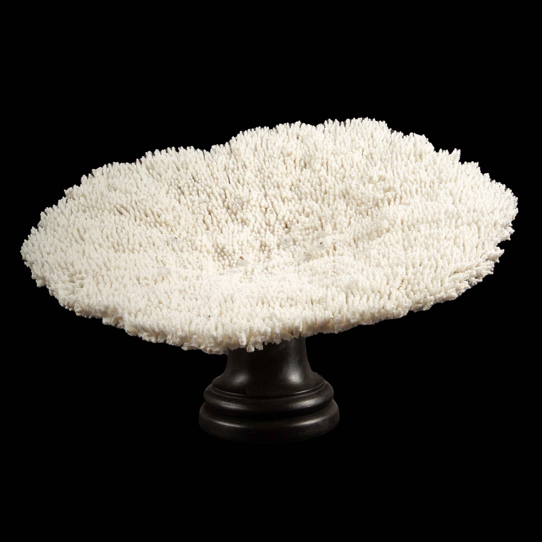 Mounted Table Coral
