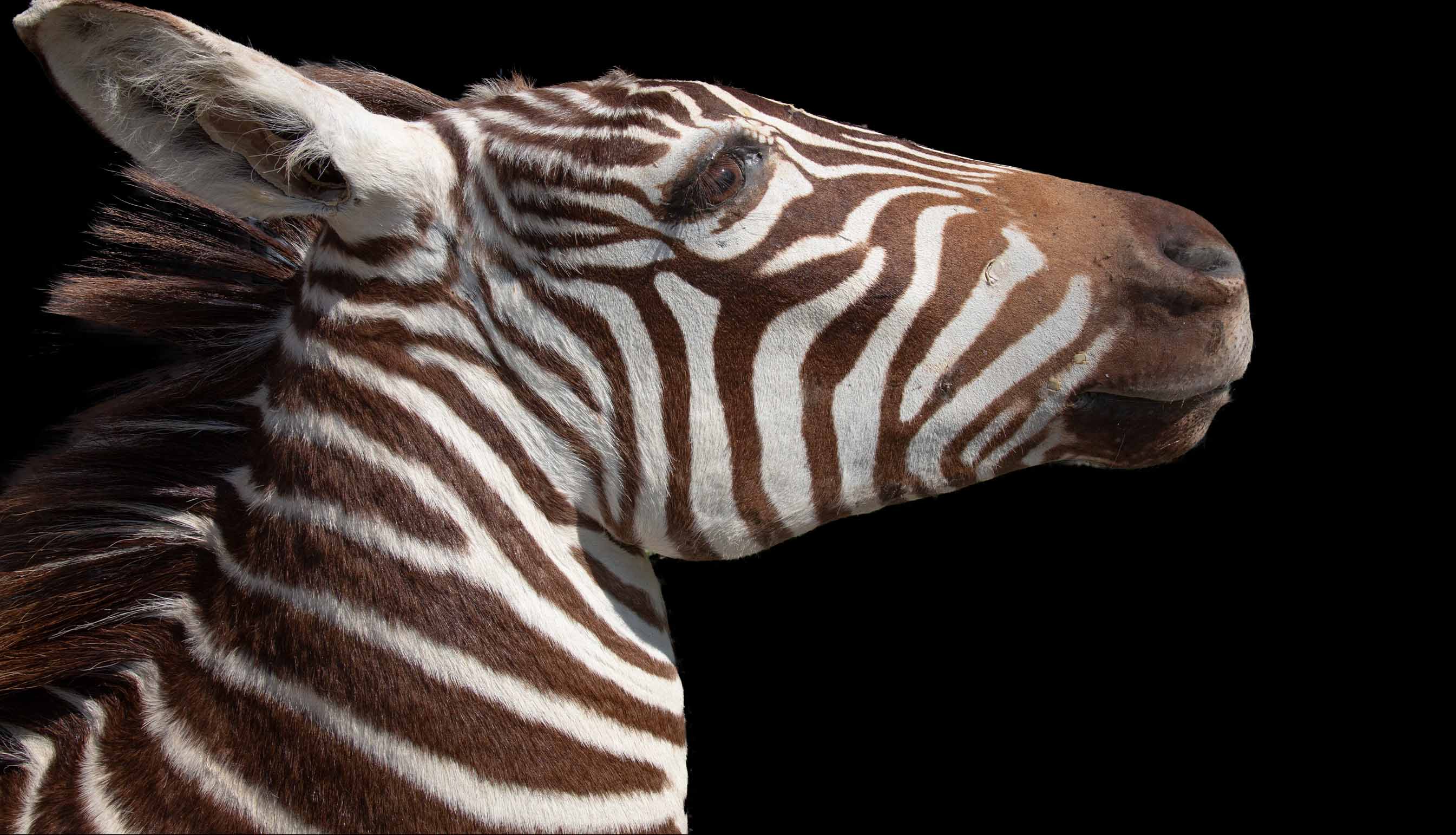Premier quality Shoulder Mount Taxidermy Burchell's Zebra
