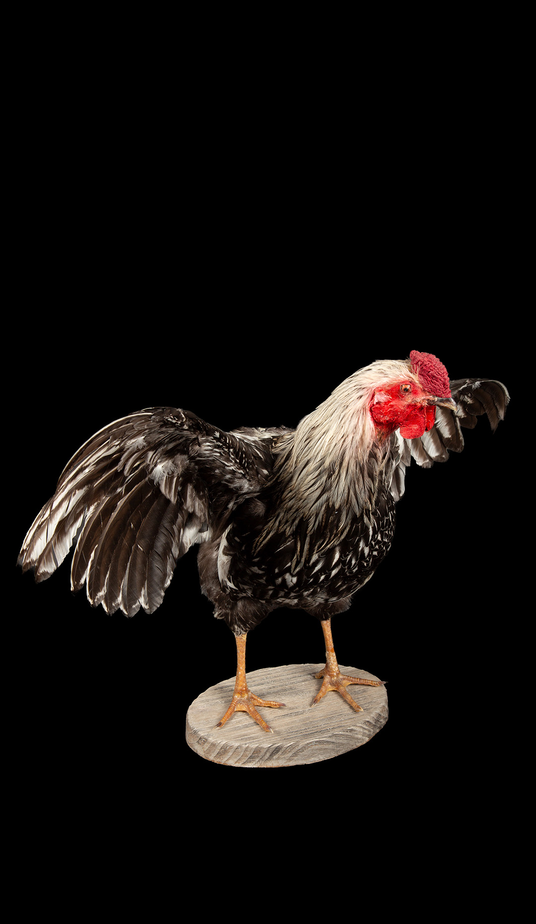 Silver Laced Wyandotte Rooster with Open Wings