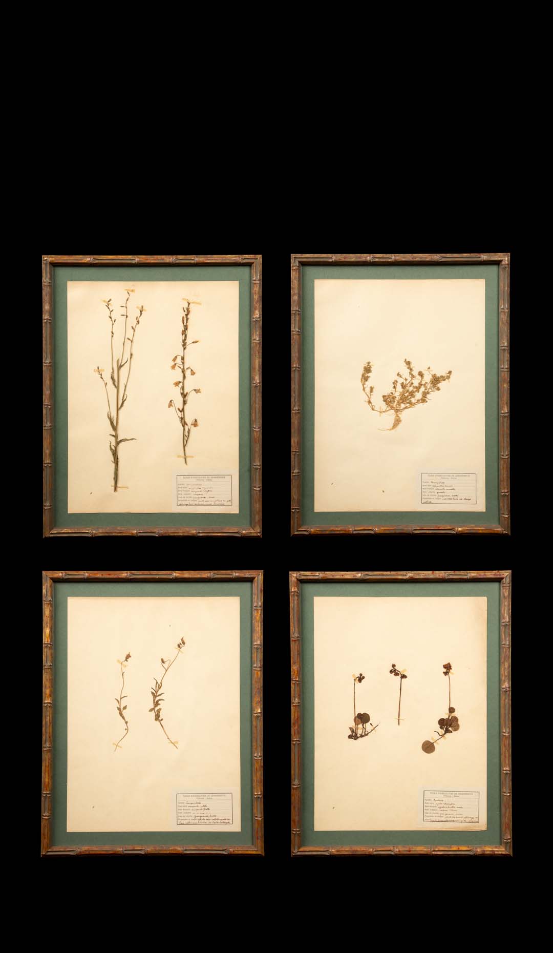 Framed Herbier Botanical Specimens