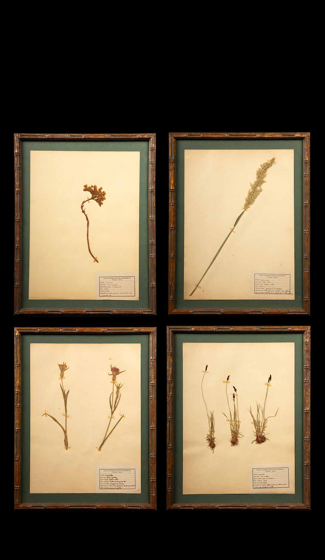 Framed Herbier Botanical Specimens
