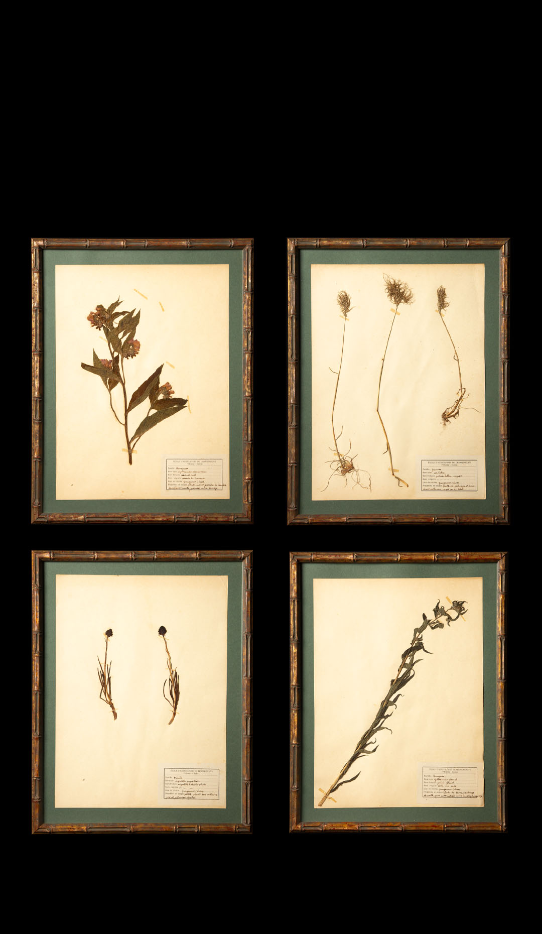 Gilt Framed Herbier Botanical Specimens from the 19th Century on Green Background