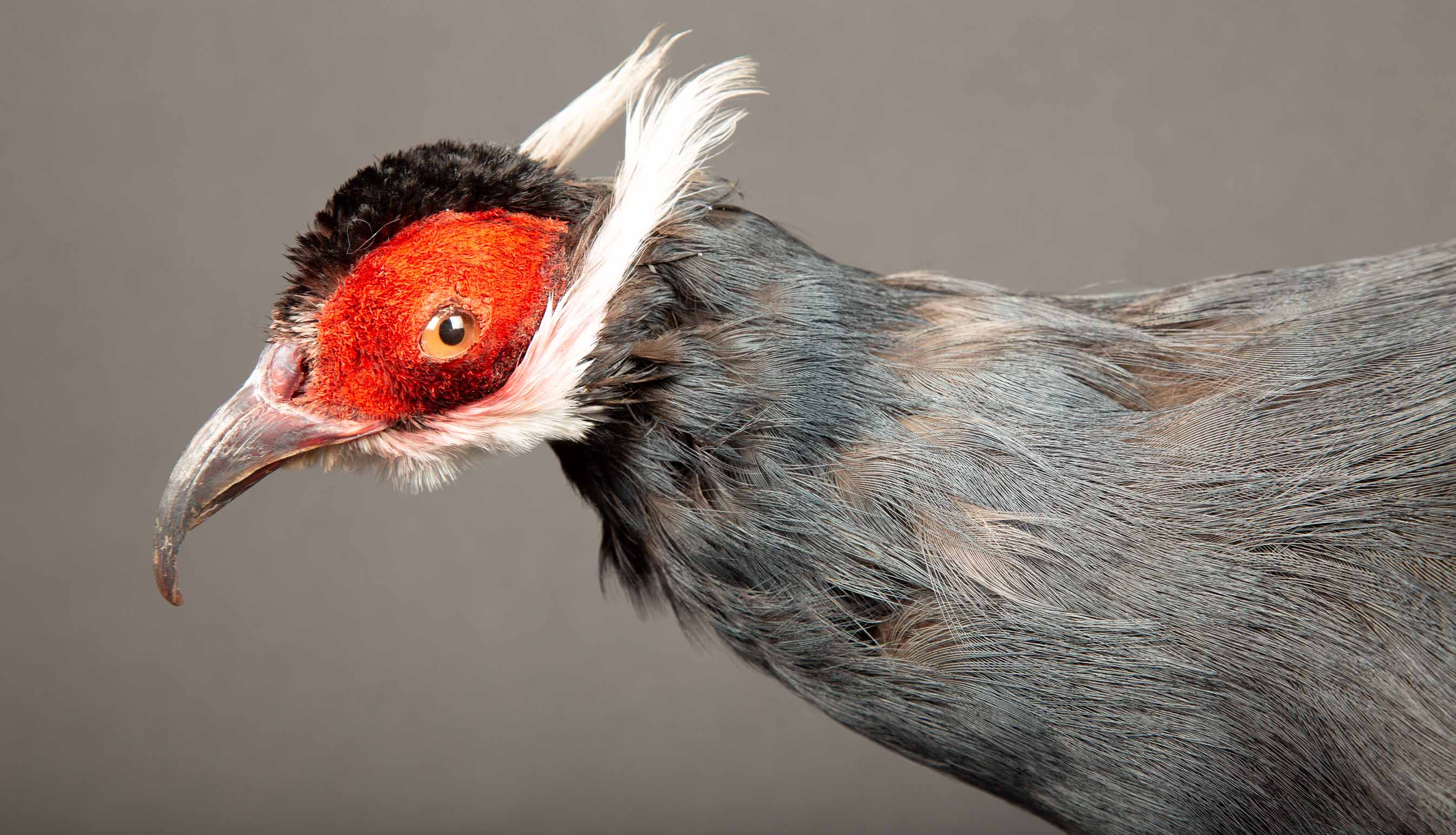 Exquisite Taxidermy Blue Eared-Pheasant