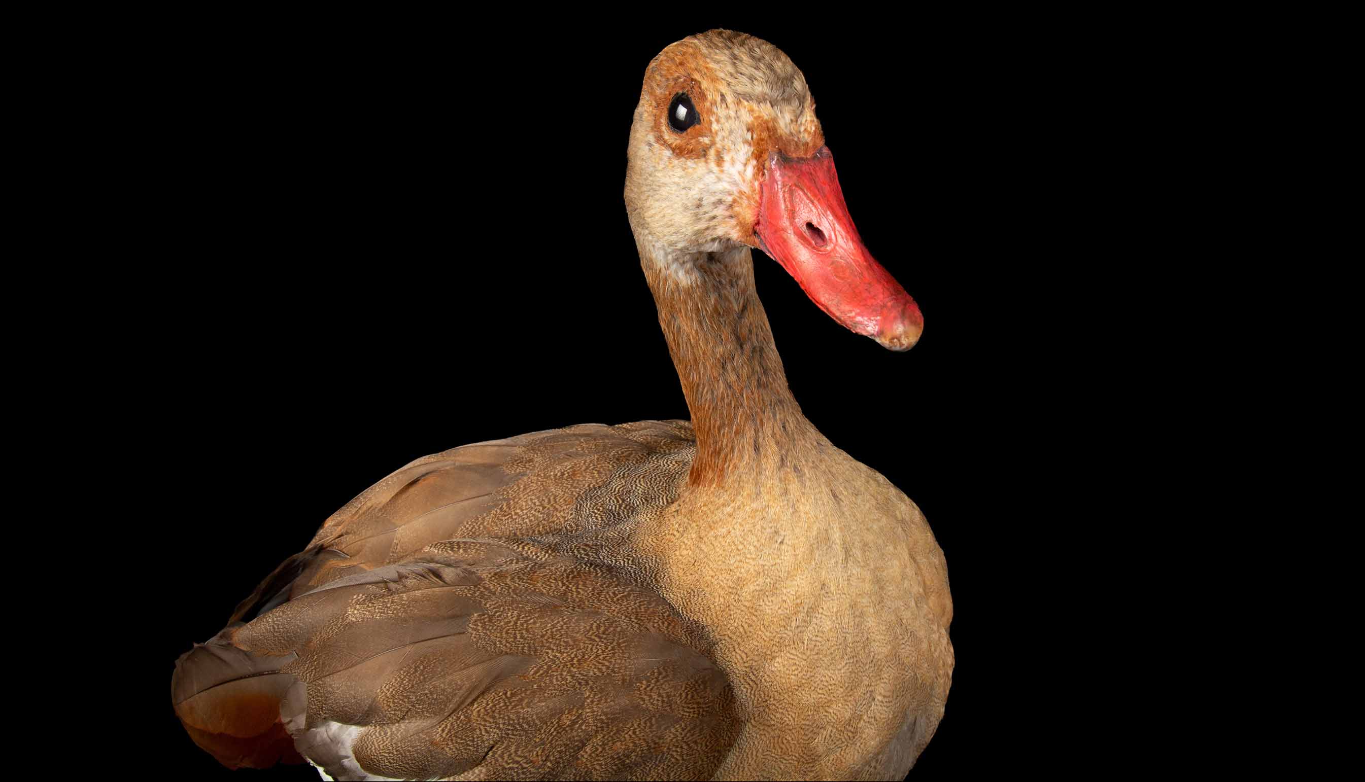 Taxidermy Egyptian Goose