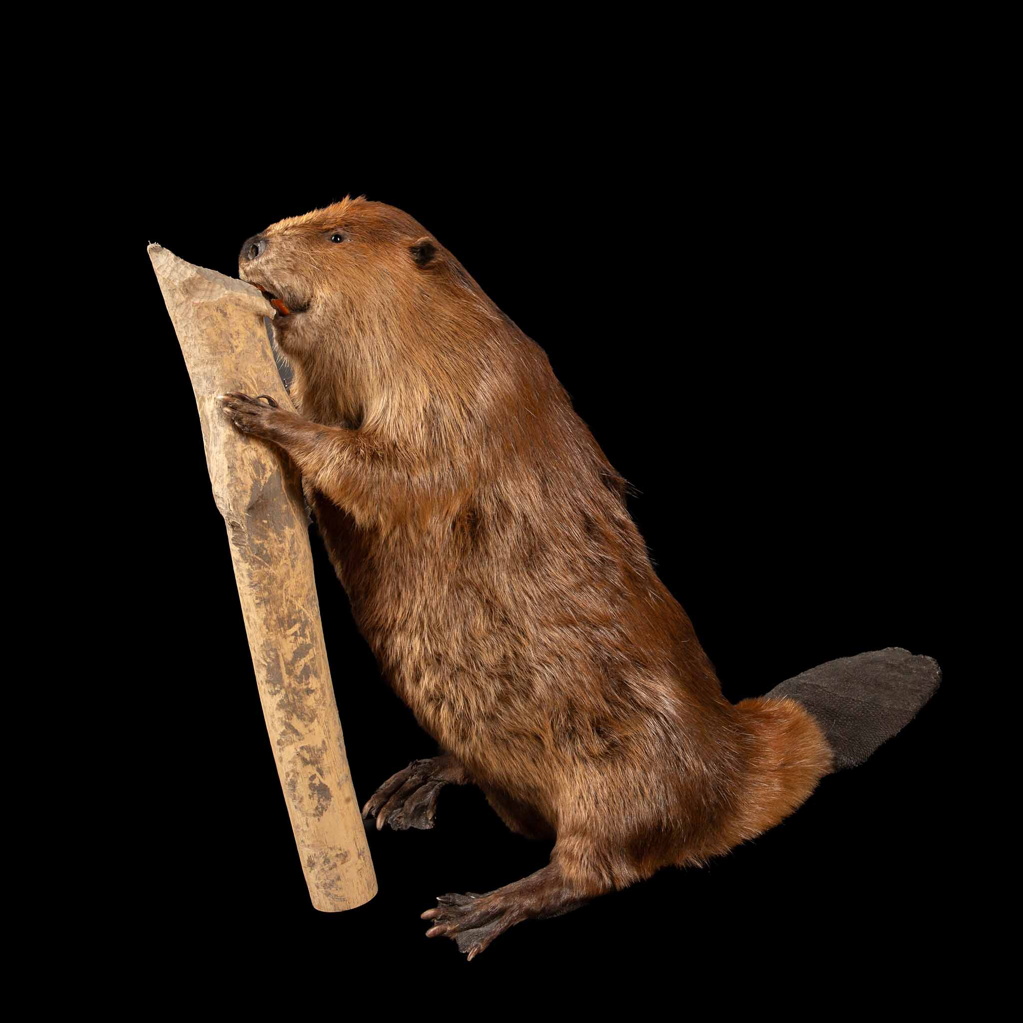 Artfully Preserved: Taxidermy North American Beaver in Natural Pose