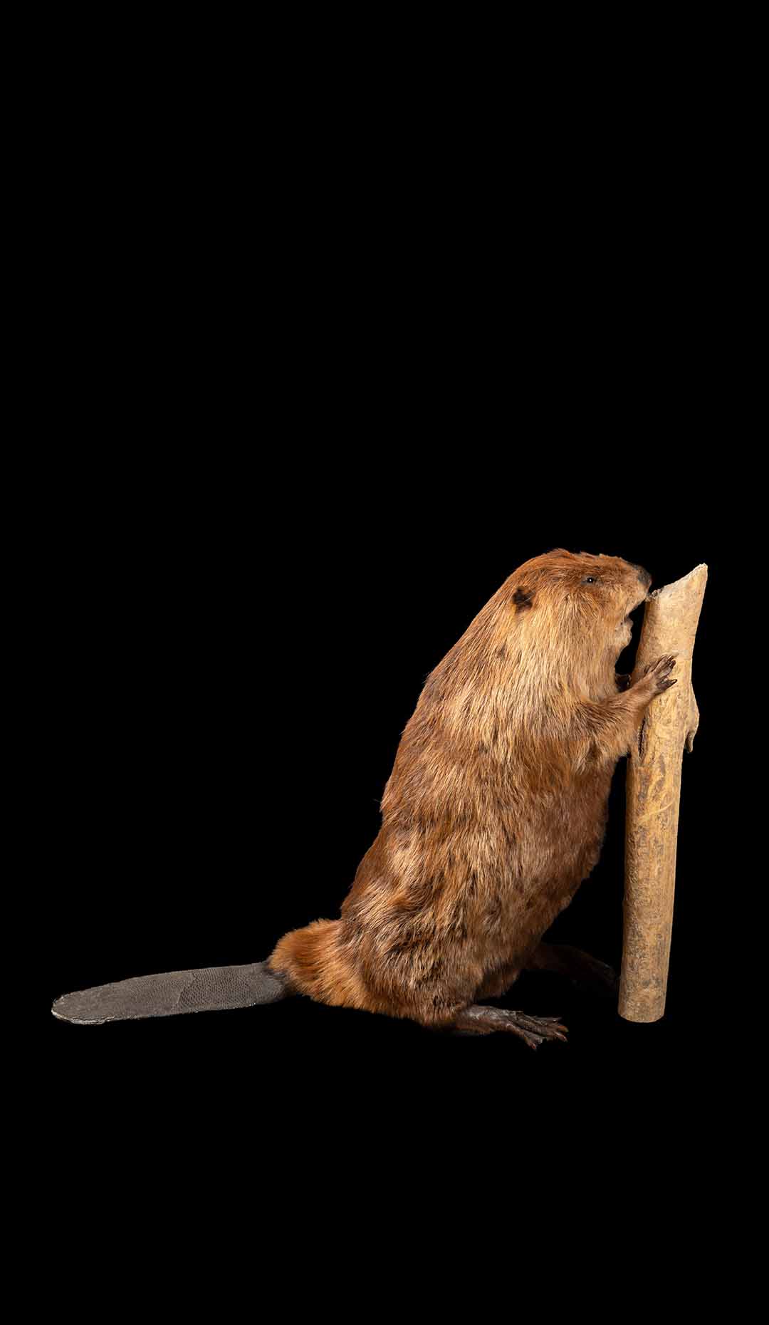 Artfully Preserved: Taxidermy North American Beaver in Natural Pose
