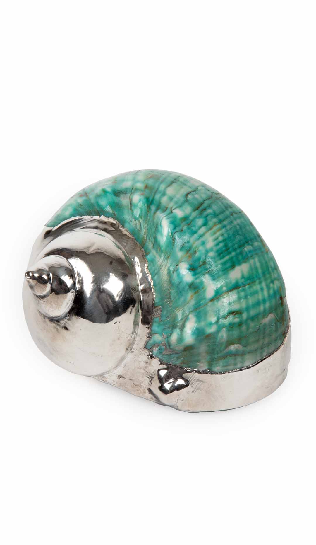 Partially Silvered Turbo Green & White Shell