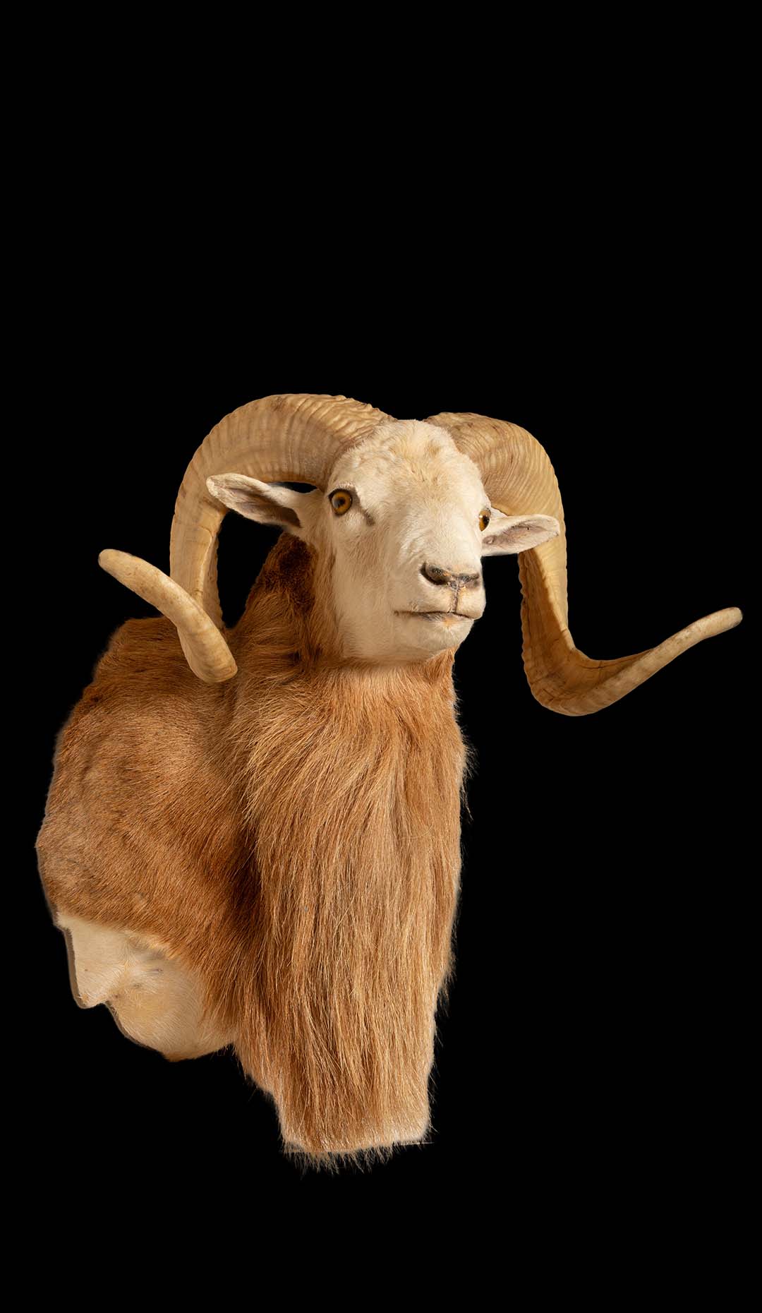 Celebrating the Texas Dall Sheep: A Majestic Wild Species of North America