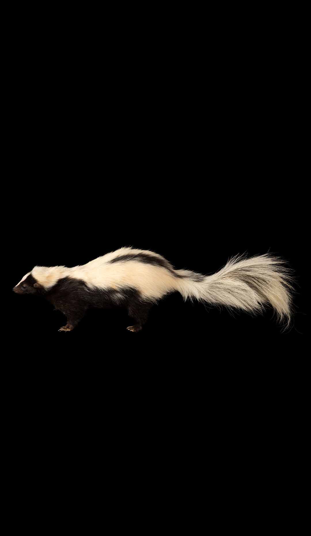 Charming Pepe le Pew: Black and White Taxidermy Skunk Delight